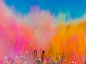Holi Celebration Holi Celebration